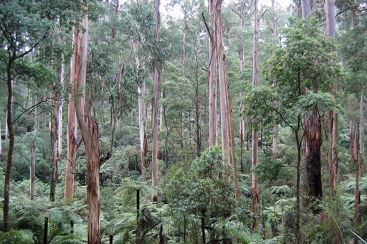 Hutan Sherbroke, Australia