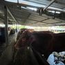 LSD Merebak di Kabupaten Bandung, Sapi yang Dijual Dipastikan Sehat