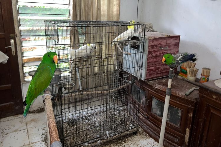 Grebek Sebuah Rumah Kontrakan di Ambon, Polisi Sita 57 Burung Dilindungi
