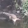 Buaya Muncul di Sungai Surabaya, BPBD Ingatkan Warga untuk Waspada