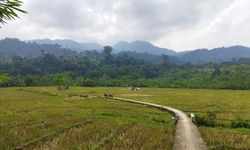 Kemarau tetapi Hujan, BMKG Minta Petani Cerdas Kelola Air
