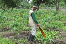 Lewat Proses Alami, Sasa Bikin Produk Samping Jadi Pupuk Organik Cair