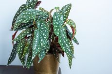 Mengenal Begonia Polkadot, Tanaman Hias dengan Motif Daun Unik