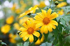 5 Tanaman Bunga Semusim yang Dapat Mentoleransi Sinar Matahari Penuh