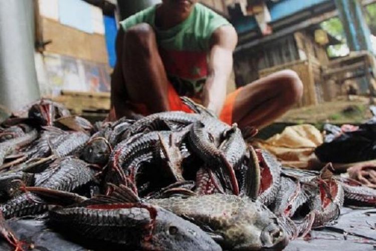 Ini Kandungan Ikan Sapu-sapu menurut Uji Labkes DKI, Bahaya Dikonsumsi?