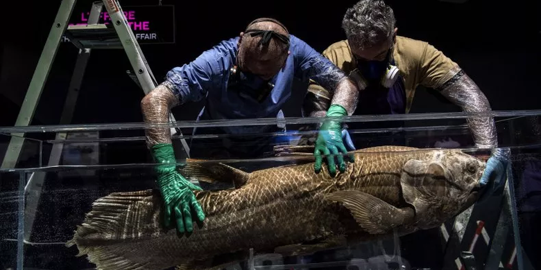 Coelacanth, spesies ikan yang hidup di bumi 420 juta tahun lalu, baru-baru ini ditemukan kembali di lepas pantai Afrika Selatan