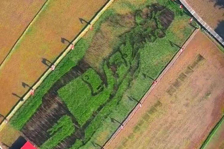 Sawah lukis Bung Karno di Lodji Londo, Kabupaten Semarang. 