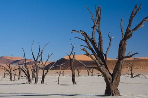 Pemandangan Sureal Deadvlei di Gurun Namib, Gersang namun Indah