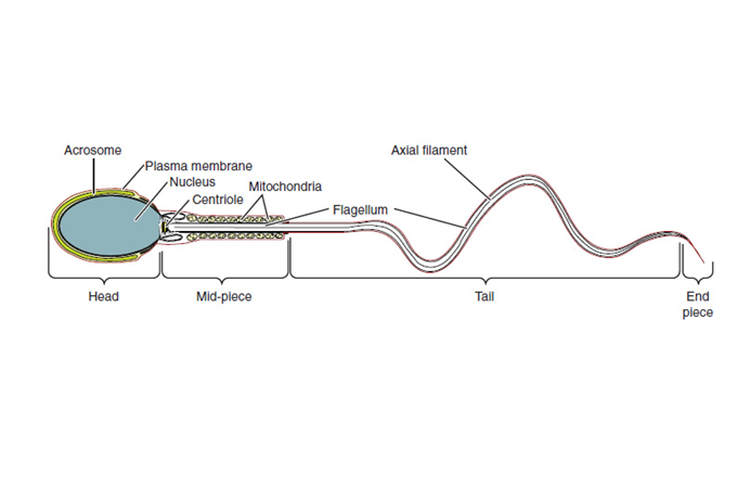 Struktur sel sperma