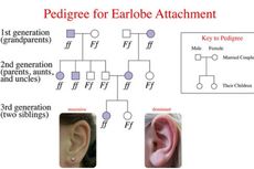 Pewarisan Sifat Perlekatan Cuping Telinga