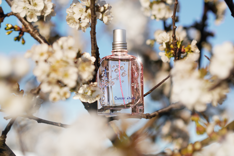 Starry Cherry Blossom atau Cerisier Étoilé dari L'Occitane