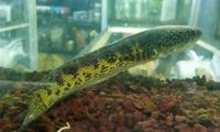 Ikan Channa Lagi Naik Daun di Malang, Pedagang Ramai Jualan