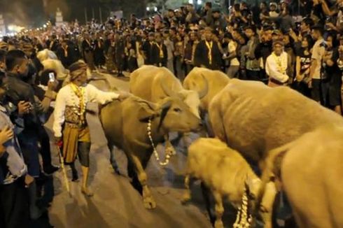 Kirab Kebo Bule Malam 1 Suro Keraton Solo Dibayang-bayangi PMK