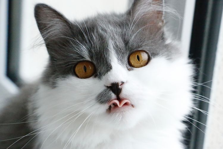 Ketika sakit gigi, kucing akan lebih sering berliur
