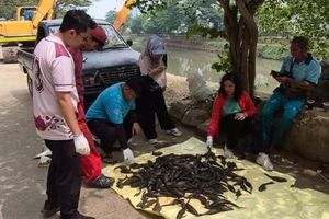 1,2 Ton Ikan Sapu-sapu Ditangkap dari Kali hingga Waduk di Jakbar