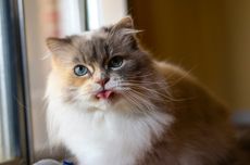 Alasan Kucing Memiliki Kumis dan Hal yang Harus Dihindari 