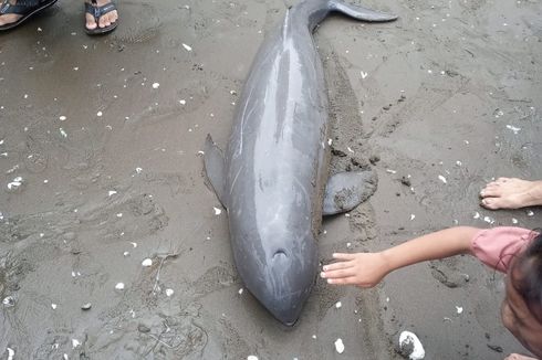 Bangkai Pesut di Pantai Karawang, Bukan Terdampar tetapi Didorong Induknya