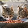 Perhatikan 5 Hal Ini Ketika Membeli Makanan Kucing