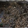 ITB Kembangkan Pepton dari Maggot untuk Kurangi Ketergantungan Impor