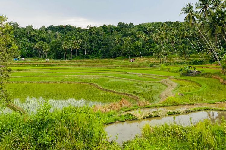 Hamparan sawah di Desa Talawi Mudik, Sawahlunto, Sumatera Barat (Sumbar).
