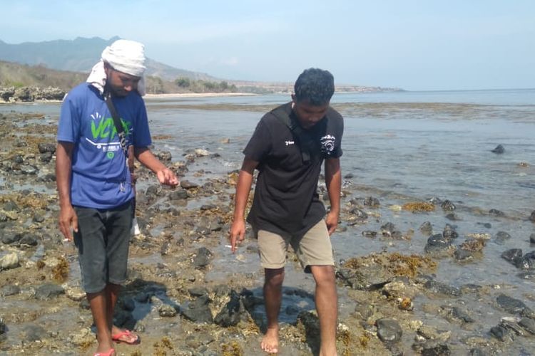 Warga Etnis Rongga di Kelurahan Tanahrata, Kec. Kota Komba, Kab. Manggarai Timur, Flores, NTT, Rabu, (16/10/2019) sedang mengambil hinga mbeta di pantai selatan untuk dihidangkan. (KOMPAS.com/MARKUS MAKUR)