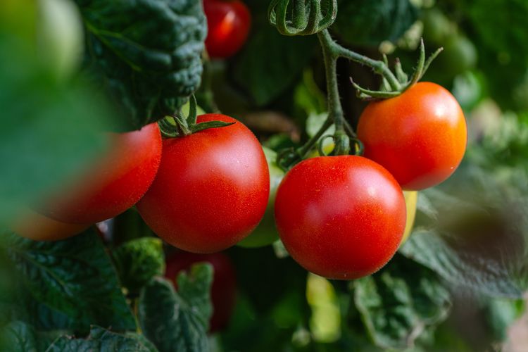 Ilustrasi tanaman tomat. 