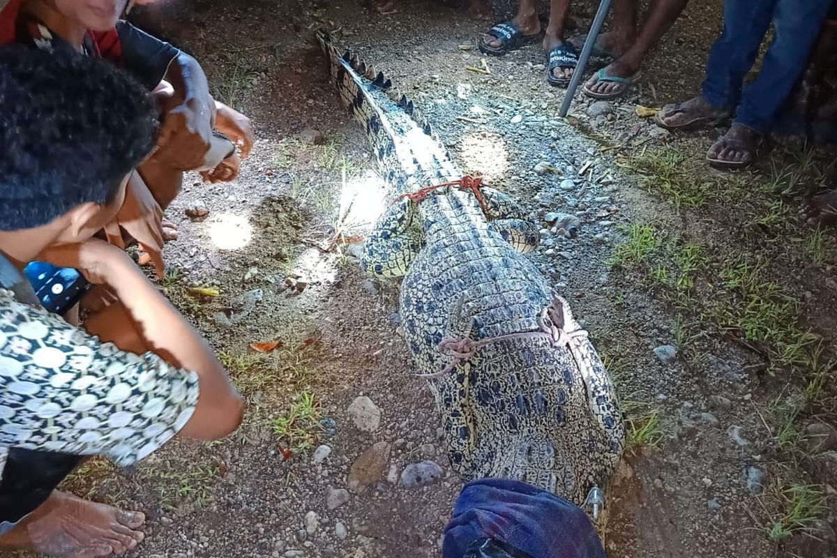 Buaya 2,4 Meter Ditangkap Saat Berkeliaran di Permukiman Warga Kupang