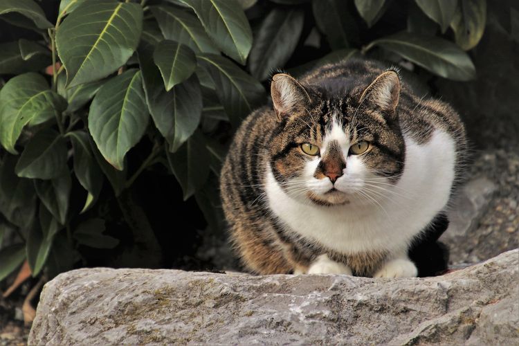 Manfaat memelihara kucing bagi bayi.