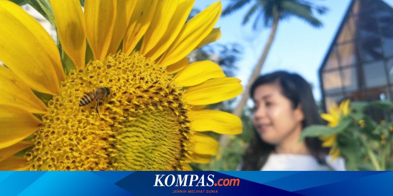 Saat Ini Waktu Terbaik Kunjungi Kebun Bunga Matahari Arumdalu Farm