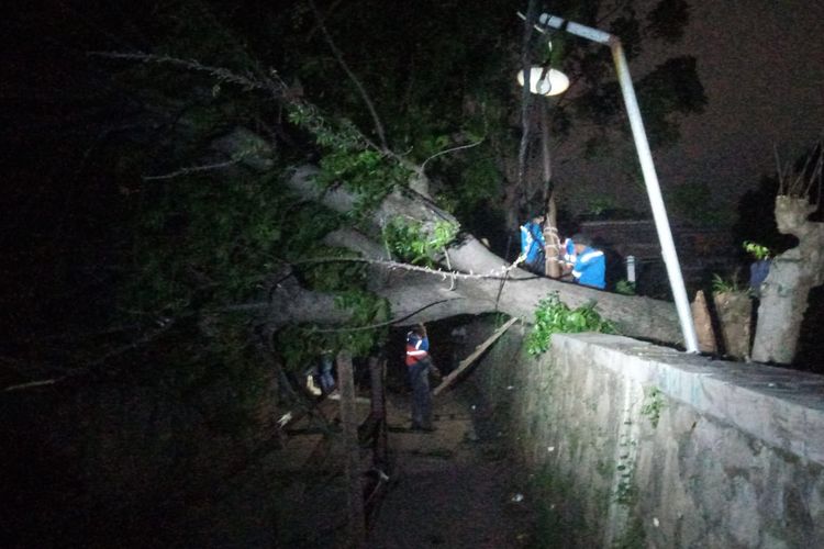 Pohon tumbang di Bintara8, Bekasi, Selasa (23/11/2021).