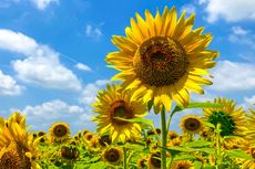 Alasan Bunga Matahari Selalu Menghadap Sinar Matahari