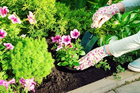 7 Cara Melindungi Kebun dari Cuaca Panas Ekstrem