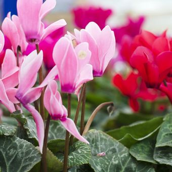 Ilustrasi bunga cyclamen. 