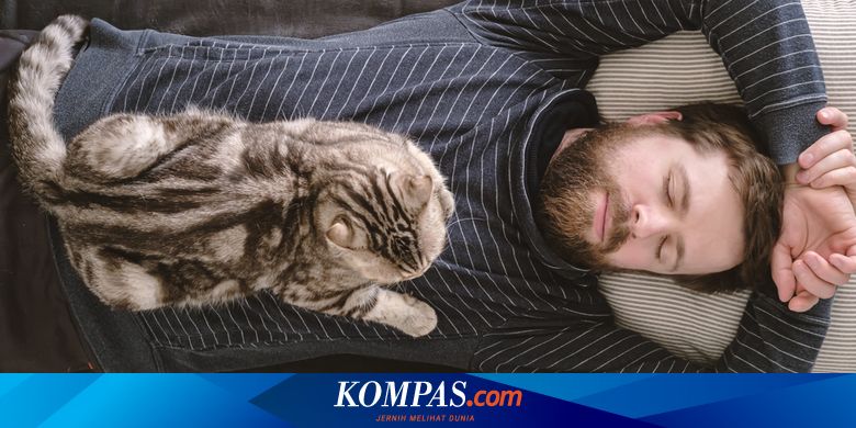 Mengapa Kucing Berbaring di Tubuh Pemiliknya?