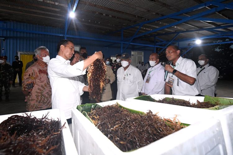 Presiden Joko Widodo berdialog dengan para nelayan dan pembudidaya rumput laut mengenai prospek pengembangan budidaya rumput laut saat meninjau unit pengolahan ikan di PT Samudera Indo Sejahtera, Kota Tual, Rabu (14/9/2022) malam. 