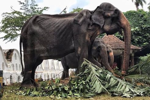 Sri Lanka Selidiki Kasus Gajah Kurus Tikiri yang Dipaksa Bekerja
