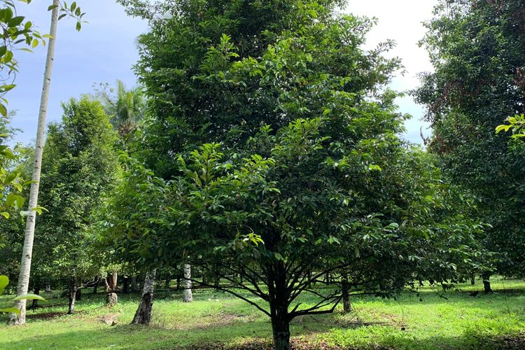 Kebun pala milik warga di Desa Ngidiho, Kabupaten Galela Barat, Halmahera Utara.