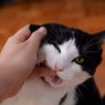 Benarkah Gigitan Kucing Bisa Sebabkan Kaki Diamputasi? Ini Penjelasan Dokter