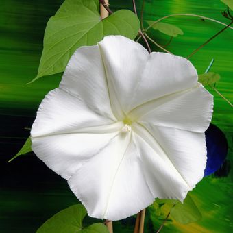 Ilustrasi bunga moonflower atau terulak. 