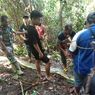 Wanita di Luwu Tewas Ditelan Ular Piton 6 Meter Saat Hendak Beli Obat Anak