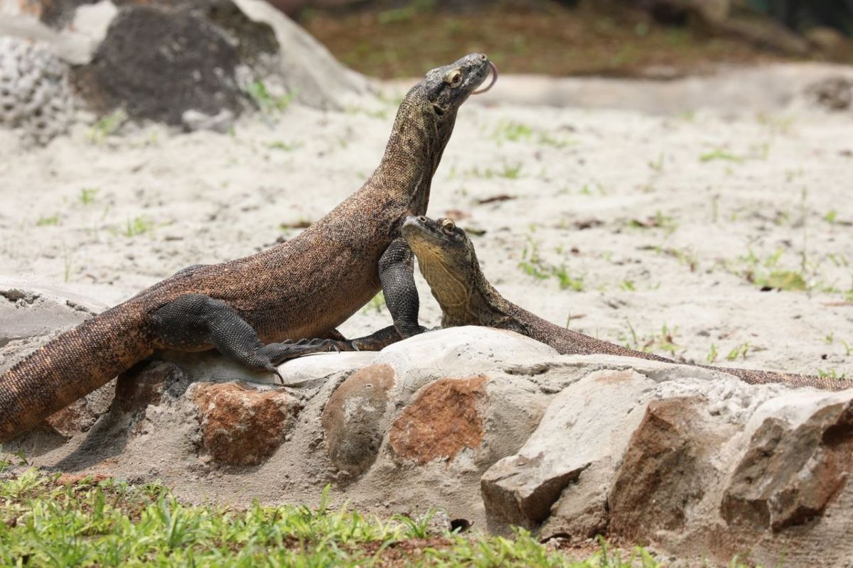 Sepasang komodo yang menjadi penghuni baru di Taman Margasatwa Ragunan, Jakarta Selatan, Jumat (26/5/2023) 