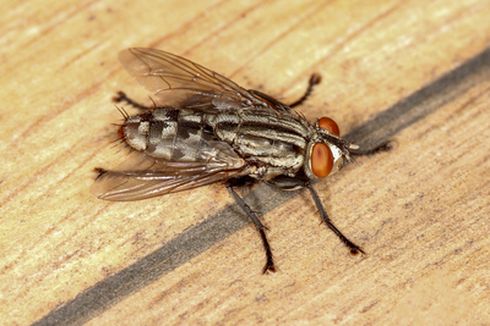 4 Penyebab dan Cara Mengatasi Lalat Masuk ke Rumah 