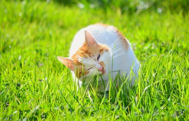 Ilustrasi kucing makan rumput.