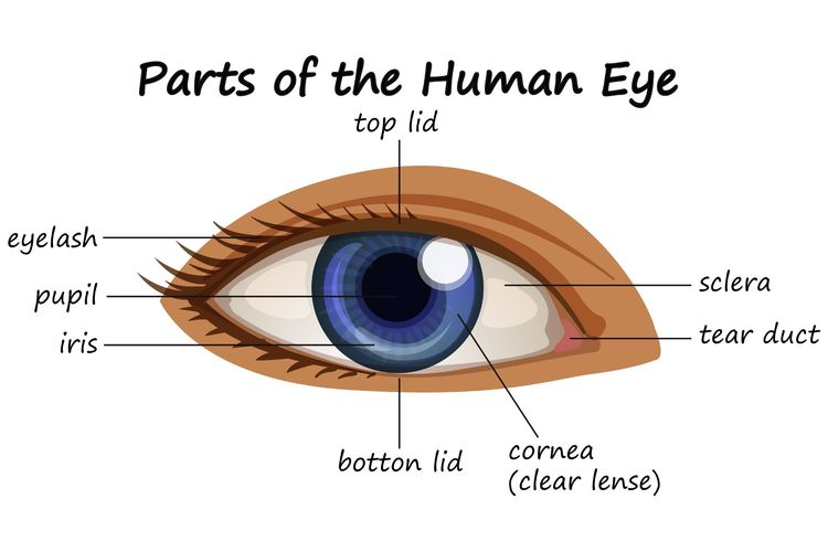Ilustrasi bagian mata manusia