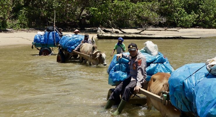 Antar Logistik Pemilu di Lampung, Tembus Lumpur Pakai Gerobak Sapi