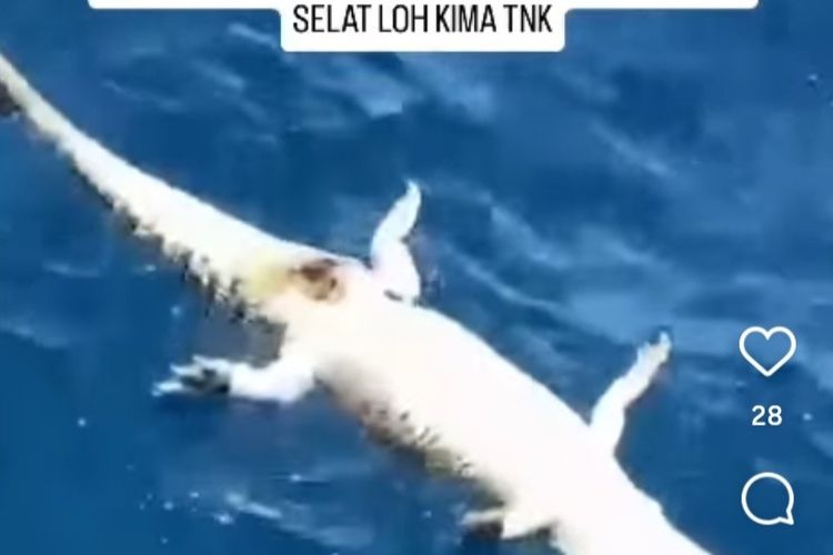 Viral Bangkai Buaya Ditemukan Mengapung di Laut TN Komodo