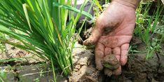 Petani Tetap Tenang Meski 250 Hektar Sawah di Tegal Kekeringan