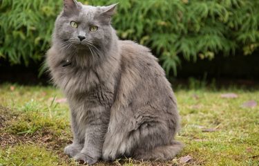 4 Ras Kucing Abu-abu Berbulu Panjang dan Tebal Halaman all ...