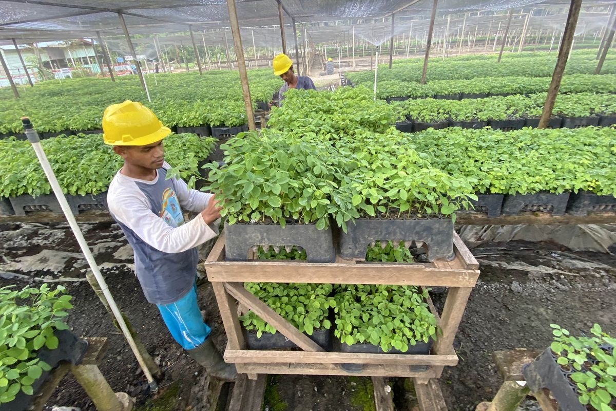 Pembibitan pohon gamal PT Biomasa Jaya Abadi di Gorontalo