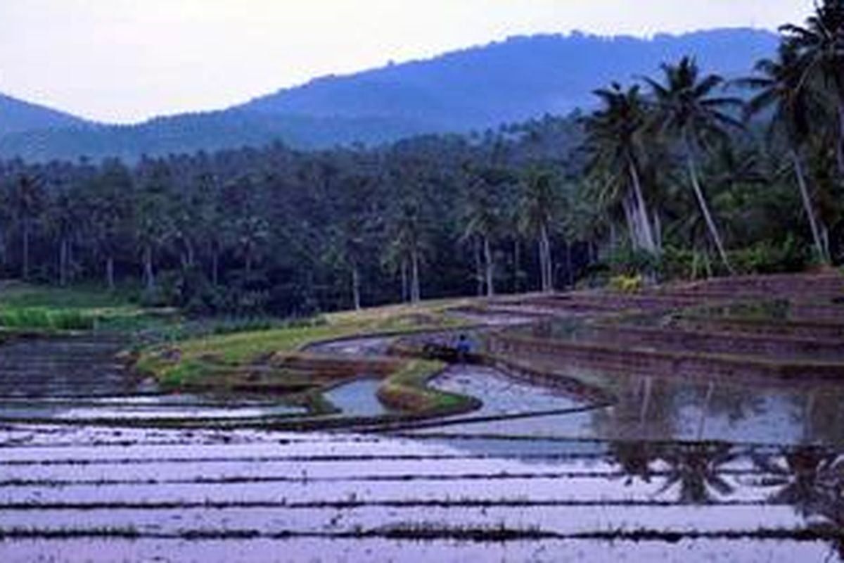 Petani menyiapkan lahan sebelum ditanami padi di Tabanan, Bali, Kamis (4/4/2013). Tingkat konsumsi masyarakat Indonesia terhadap beras yang tinggi serta tata kelola pertanian dan perdagangan beras yang belum baik membuat Indonesia masih mengandalkan impor untuk memenuhi kebutuhan.

